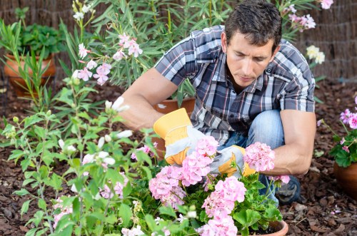Experienced Hedge Trimmers at Work in Croydon